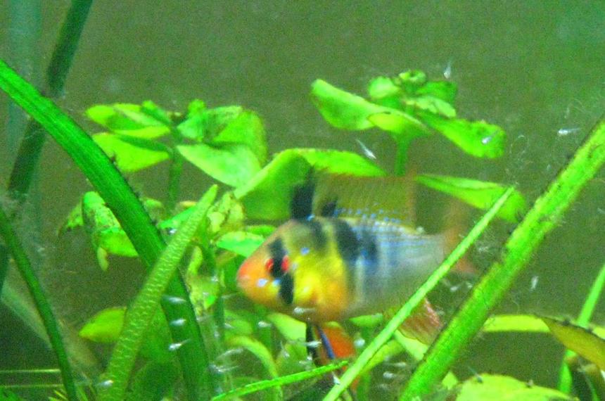 Rated #102: Freshwater Fish - Papiliochromis Ramirezi - German Blue Ram Stocking In 15 Gallons Tank - my male ram with fry