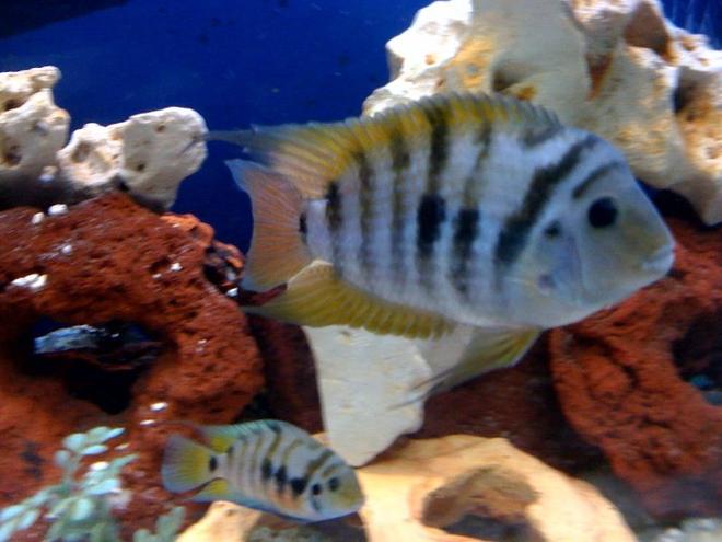freshwater fish - archocentrus nigrofasciatus - black convict cichlid stocking in 150 gallons tank - mating pair of convicts