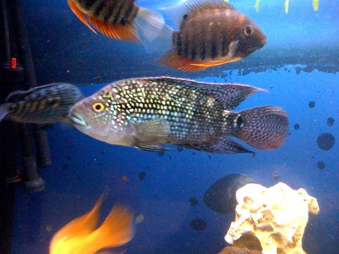 freshwater fish - nandopsis octofasciatum - jack dempsey stocking in 150 gallons tank - Jack dempsey and green severum