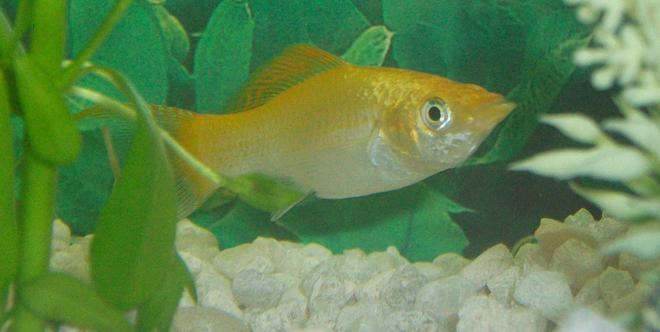 freshwater fish - poecilia latipinna - golden sailfin molly stocking in 10 gallons tank - My daughter's favorite fish as well as mine!!! lol  UPDATE!!!!!!!!!! was found dead this morning on 8/16/2009 R.I.P. Mustard