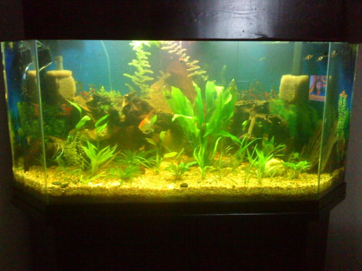 100 gallons planted tank (mostly live plants and fish) - 1st real planted tank, about 3 weeks in now, got some decent growth and a few new plant additions. My fishes love all the new hiding places.