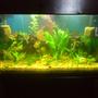 100 gallons planted tank (mostly live plants and fish) - 1st real planted tank, about 3 weeks in now, got some decent growth and a few new plant additions. My fishes love all the new hiding places.