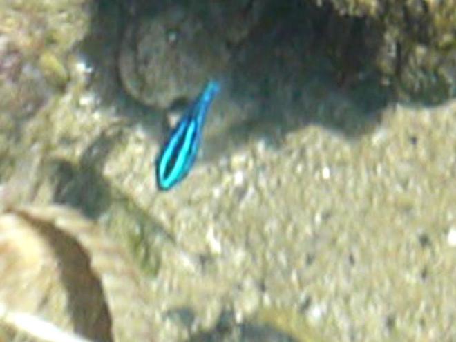 saltwater fish - amphiprion ocellaris - ocellaris clownfish stocking in 9 gallons tank - damselfish