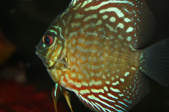 freshwater fish - symphysodon spp. - snakeskin discus stocking in 55 gallons tank - my snakeskin discus