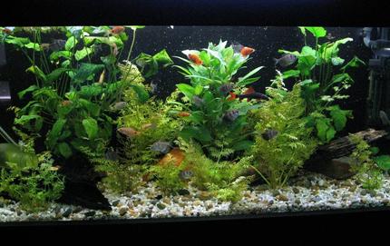 60 gallons planted tank (mostly live plants and fish) - my 4ft tank, planted to my liking