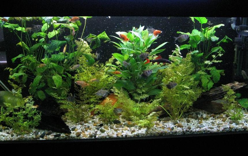 Rated #97: 60 Gallons Planted Tank - my 4ft tank, planted to my liking