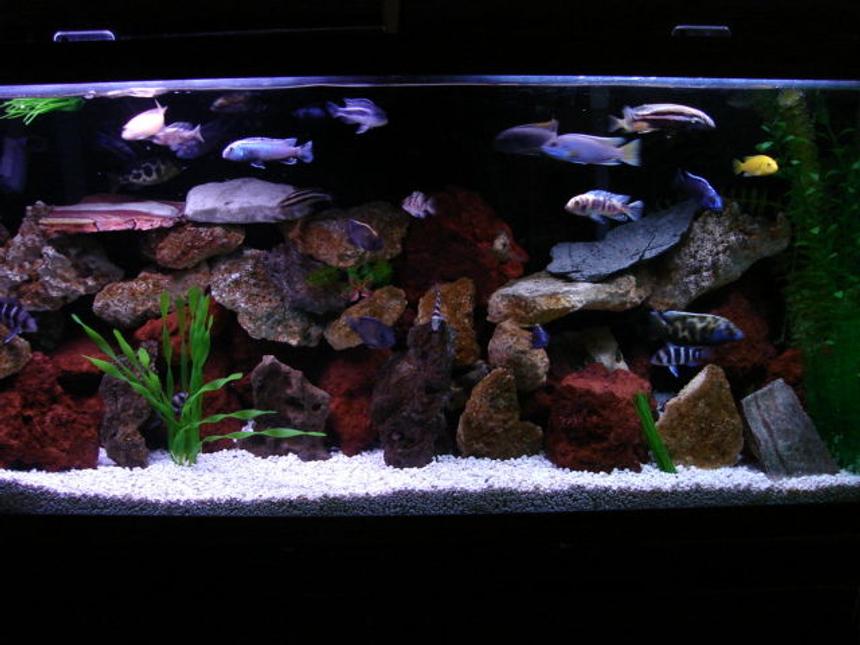 Rated #18: 55 Gallons Freshwater Fish Tank - DIFFERENT LOOK