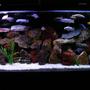 55 gallons freshwater fish tank (mostly fish and non-living decorations) - DIFFERENT LOOK