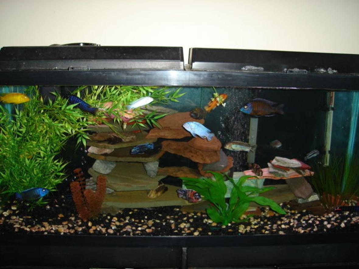 55 gallons freshwater fish tank (mostly fish and non-living decorations) - Cichlidness