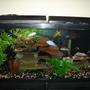 55 gallons freshwater fish tank (mostly fish and non-living decorations) - Cichlidness