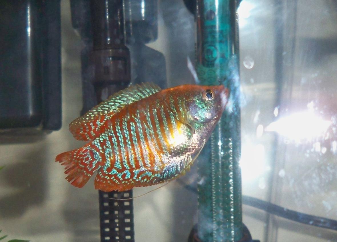 freshwater fish - colisa lalia - dwarf gourami stocking in 10 gallons tank - my dwarf gourami