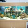 39 gallons reef tank (mostly live coral and fish) - Juwel 180 Reef Tank