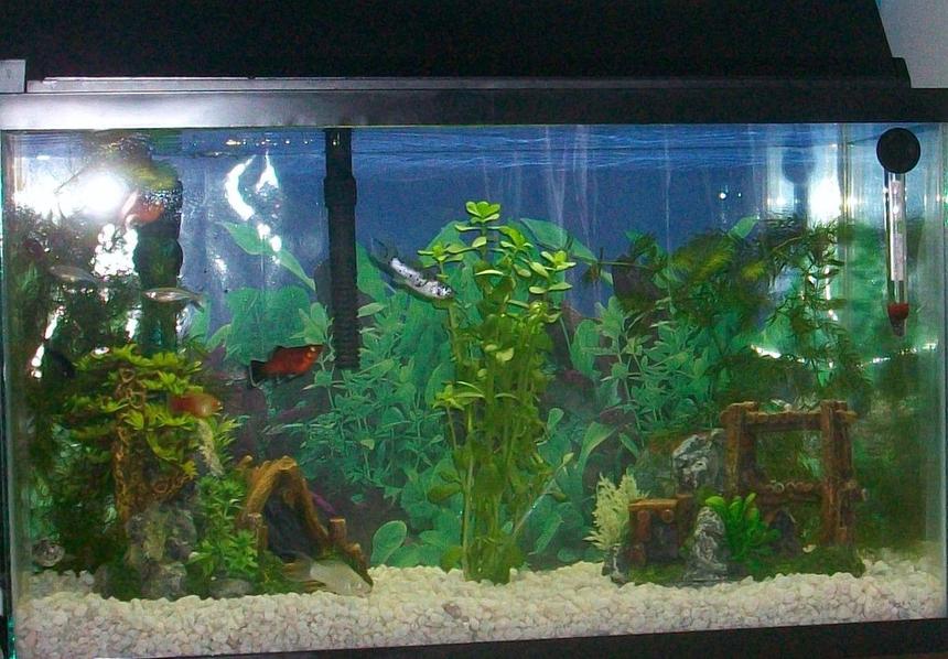 Rated #217: 10 Gallons Planted Tank - My Daughter's Tank
