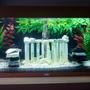 48 gallons freshwater fish tank (mostly fish and non-living decorations) - This is my 48 gallon/180 litre tropical freshwater tank. I used plastic and silk plants with a background by 'Juwel', finished off with a grecian ruin centrepiece (fitted with airstone) and 2 walls of stone.