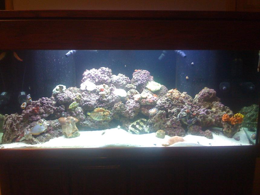 Rated #110: 156 Gallons Reef Tank - the lights just came on