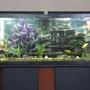 55 gallons freshwater fish tank (mostly fish and non-living decorations) - African cichlids fish, tank is 55g and decoration is rock, artificial plant and 1 volcano.