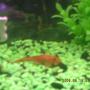 freshwater fish - ancistrus sp. - bushy nose pleco l-144 stocking in 60 gallons tank - My small albino plecostemus