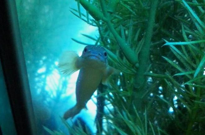 freshwater fish - polypterus senegalus - cuvier bichir stocking in 60 gallons tank - dino-smile bichir =)
