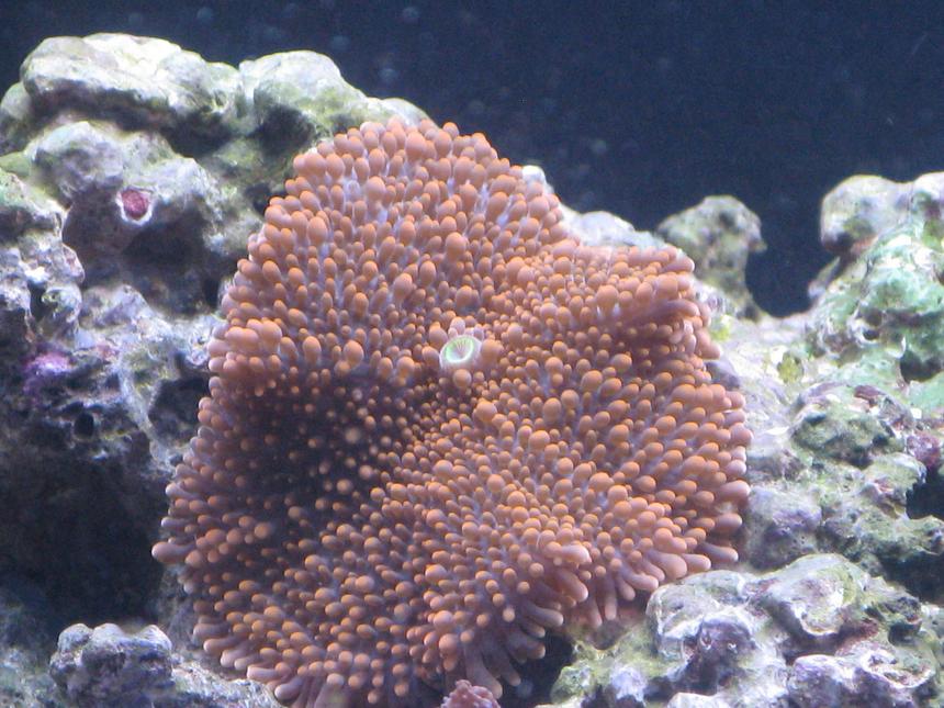 Rated #36: Corals Inverts - Ricordea Yuma - Flower / Ricordea Mushroom, Purple Stocking In 60 Gallons Tank - birght orange and some purple ricordea yuma
