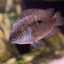freshwater fish - nandopsis octofasciatum - jack dempsey stocking in 45 gallons tank - Jack Dempsey