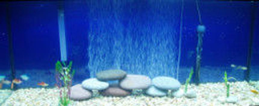 Rated #296: Freshwater Fish - Xiphophorus Helleri - Koi Swordtail Stocking In 75 Gallons Tank - 75 gallon fish tank that includes, 5 rasboras, 3 pineapple sword, 2 guppies, 1 gold gourami, 1 black molly, 2 chocolate mollies, 1 pleco, 1 albino catfish, 1 gold mystery snail, and 1 black mystery.