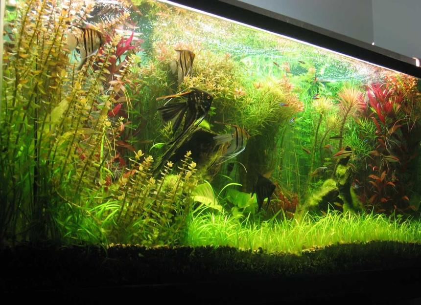 Rated #4: 140 Gallons Planted Tank - 140 gallons