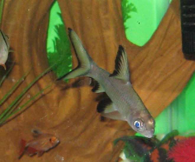 freshwater fish - balantiocheilus melanopterus - bala shark stocking in 40 gallons tank - My silver