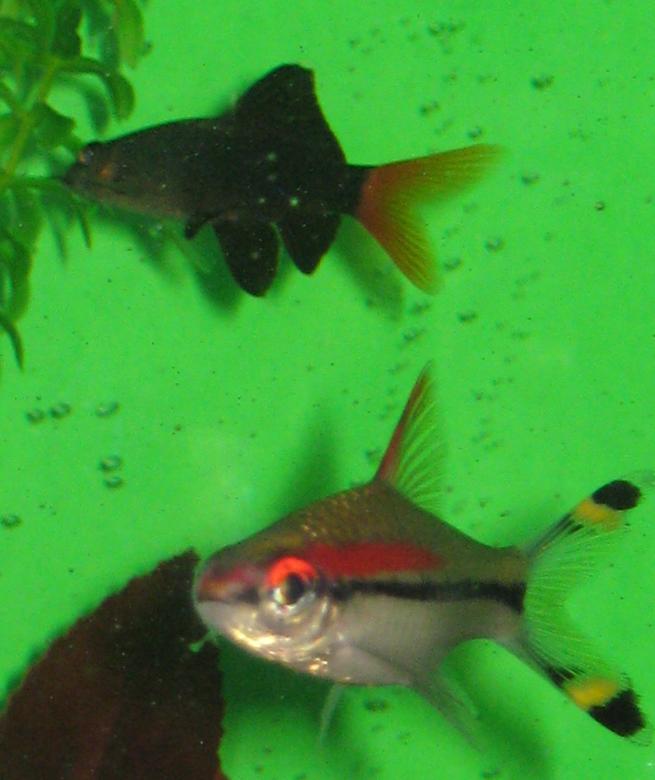 freshwater fish - barbus denisonii - denison barb stocking in 40 gallons tank - Denison and Red Tailed Shark