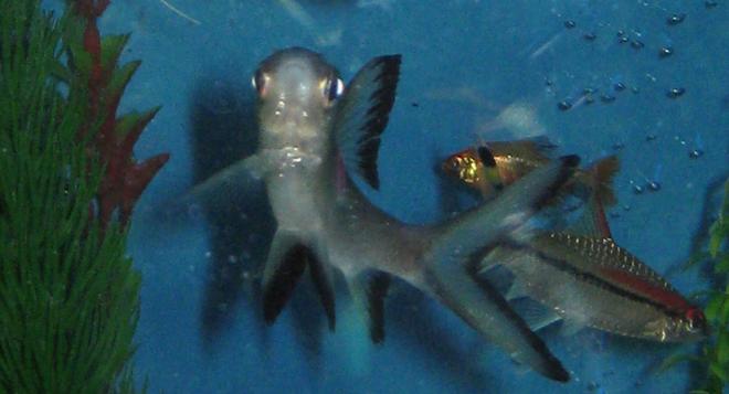 freshwater fish - balantiocheilus melanopterus - bala shark stocking in 40 gallons tank - I am a Disco Dancer