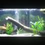 65 gallons freshwater fish tank (mostly fish and non-living decorations) - Larger mouth bass, Jack Dempsey, North American pond Turtle