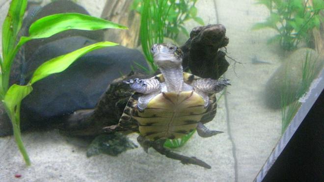 corals inverts - trachemys scripta scripta - yellow belly slider turtle stocking in 65 gallons tank - My Turtle