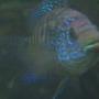 freshwater fish - nandopsis octofasciatum - jack dempsey stocking in 65 gallons tank - Dempsey