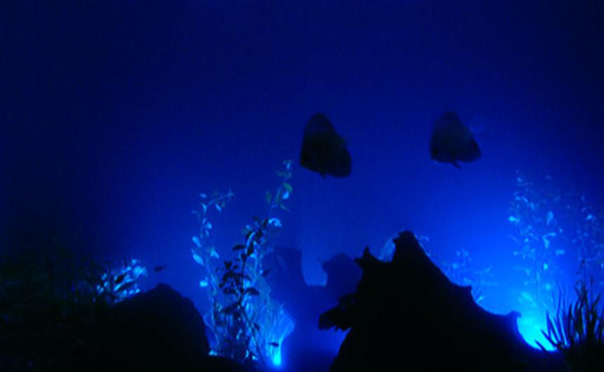 Rated #96: Freshwater Fish - Symphysodon Sp. - Discus Stocking In 150 Gallons Tank - hi guys this the night look of my same tank thats lime and lemony mu discuss i have drift 5 varity of plants all natural neon tetras,4 black ghost all chilled out very much.
cheers booch