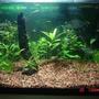 10 gallons planted tank (mostly live plants and fish) - My first planted tank. Ludwiga and other assorted plants. Fish kept are Neon Tetra, Rummy Nose Tetra, Fancy Guppy, and Ghost Catfish. The substrate used is Seachem Flourite.