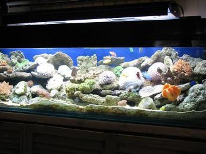 130 gallons reef tank (mostly live coral and fish) - 72*18*18 size tank with soft corals,live rocks,anemones..4 types of clown,damsel,gobies cover the tank..2 MH 2 moonlit,insump skimmer,2 wavemakers,diffuser endore my tank...enjoy