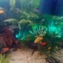 freshwater fish - xiphophorus maculatus - gold twin bar platy stocking in 80 gallons tank - My new 220 ltr freshwater