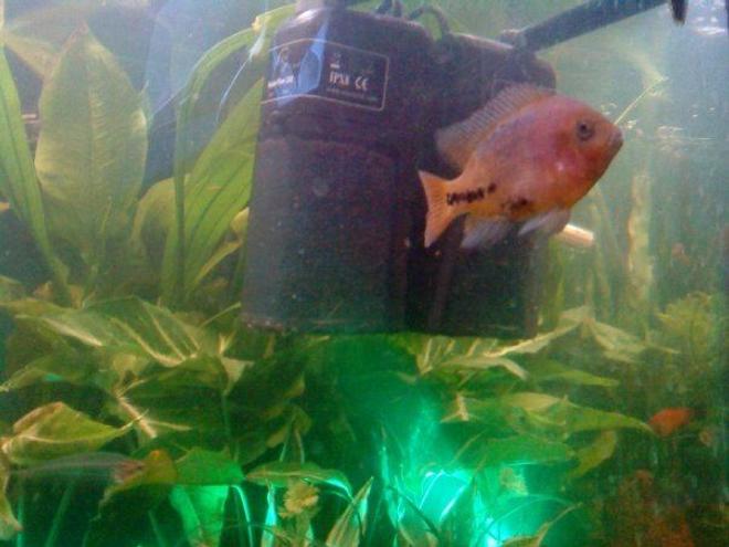 freshwater fish - cichlasoma synspilum - redheaded cichlid stocking in 80 gallons tank - Young Red-headed Cichlid