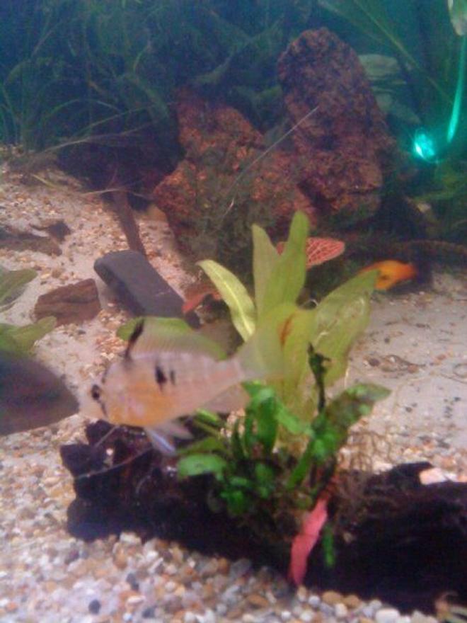 freshwater fish - microgeophagus altispinosa - bolivian ram stocking in 80 gallons tank - male ram???