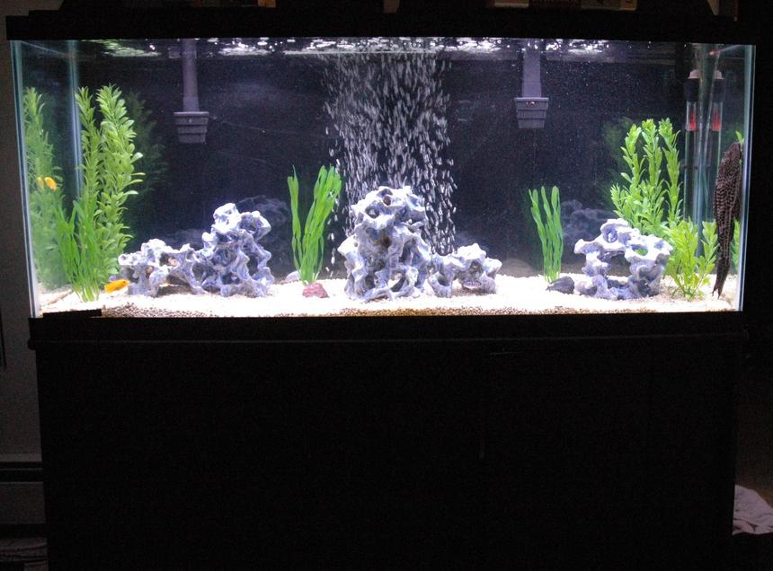 Rated #2114: 55 Gallons Freshwater Fish Tank - My 55 gallon A.K.A. "The Blue Lagoon"
6 African Cichlids, 1 Pleco +12"