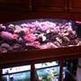 300 gallons reef tank (mostly live coral and fish) - far away picture you can see the sump and some of the reactors below