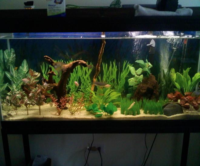 55 gallons freshwater fish tank (mostly fish and non-living decorations) - 55G Includes-
-Marineland 350 power filter (wating to get money for a better filter)
-Aquarium 55g Heater
- 2 Whisper Air Pumps
- Cheap Flora Glo 48" Light
- 50$ stand


fish include: 2 angles, 17 assorted tetras, 3 corys, 5 otos, 2 shrimp, etc.
