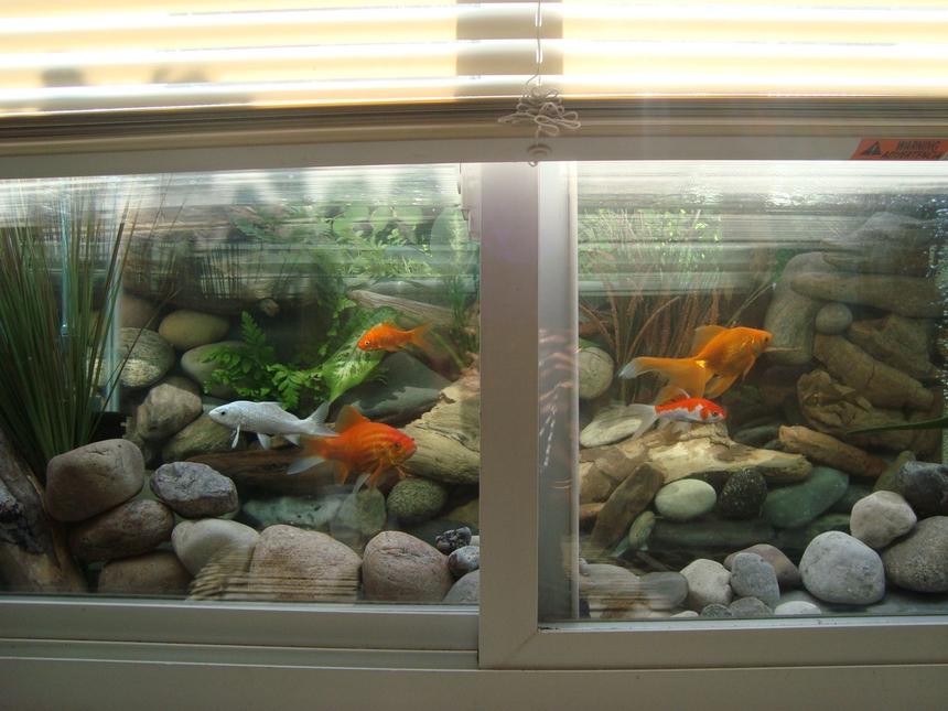 Rated #25: 30 Gallons Freshwater Fish Tank - Gold fish tank viewable in the window if the blinds are pulled up.The background is made with real river rocks arranged behind the tank.The gravel is collected from river.The plants are real plants placed behind the aquarium.