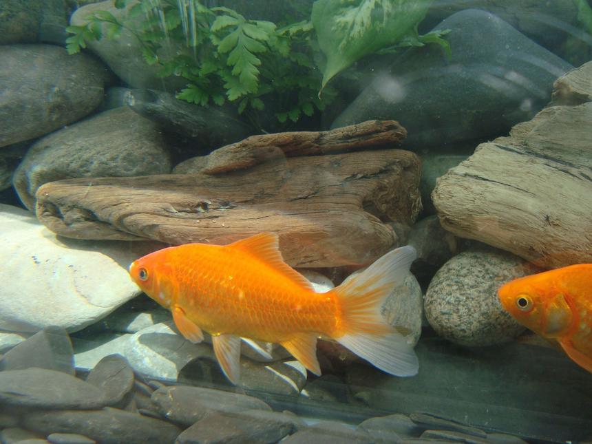 Rated #64: Freshwater Fish - Carassius Auratus - Goldfish Stocking In 30 Gallons Tank - Fish