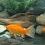 freshwater fish - carassius auratus - goldfish stocking in 30 gallons tank - Fish