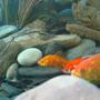 freshwater fish - carassius auratus - goldfish stocking in 30 gallons tank - Fish