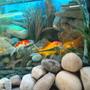 fish tank picture - Another golsfish