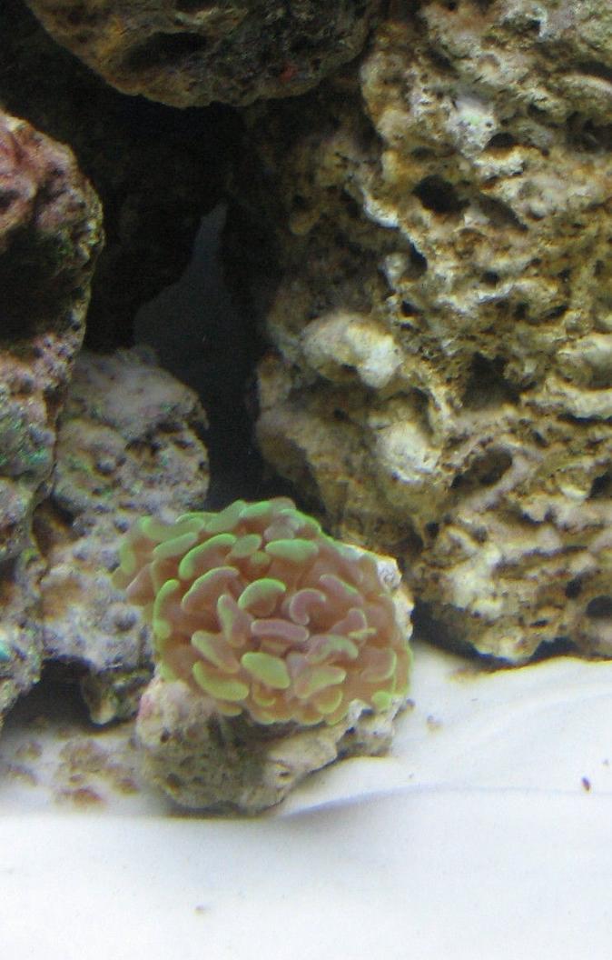 corals inverts - euphyllia paranchora - hammer / anchor coral stocking in 14 gallons tank - green tip hammer coral