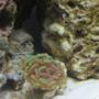 corals inverts - euphyllia paranchora - hammer / anchor coral stocking in 14 gallons tank - green tip hammer coral