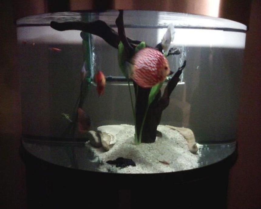 Rated #3157: 76 Gallons Freshwater Fish Tank - TankyWanky