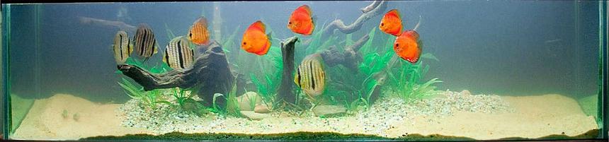 Rated #119: 125 Gallons Planted Tank - 125 Gallon Planted Discus Tank - Sorry it is a bit cloudy... I finished adding more sand right before the photo was taken